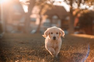 Best Dog Training Apps for iPhone - Check Them Out!