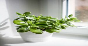 How to Care for Indoor Plants and Keep Them Thriving