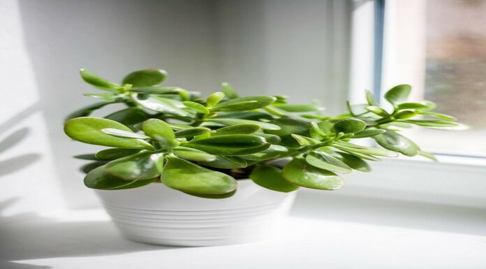 How to Care for Indoor Plants and Keep Them Thriving